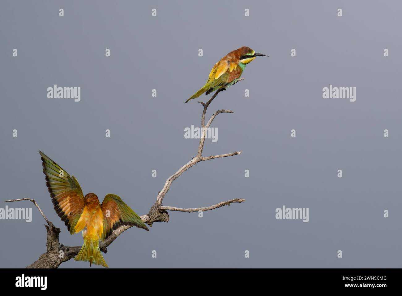 Bee-Eater (Merops apiaster), lussureggiante riserva di caccia privata, Parco Nazionale di Pilanesberg, Sudafrica Foto Stock