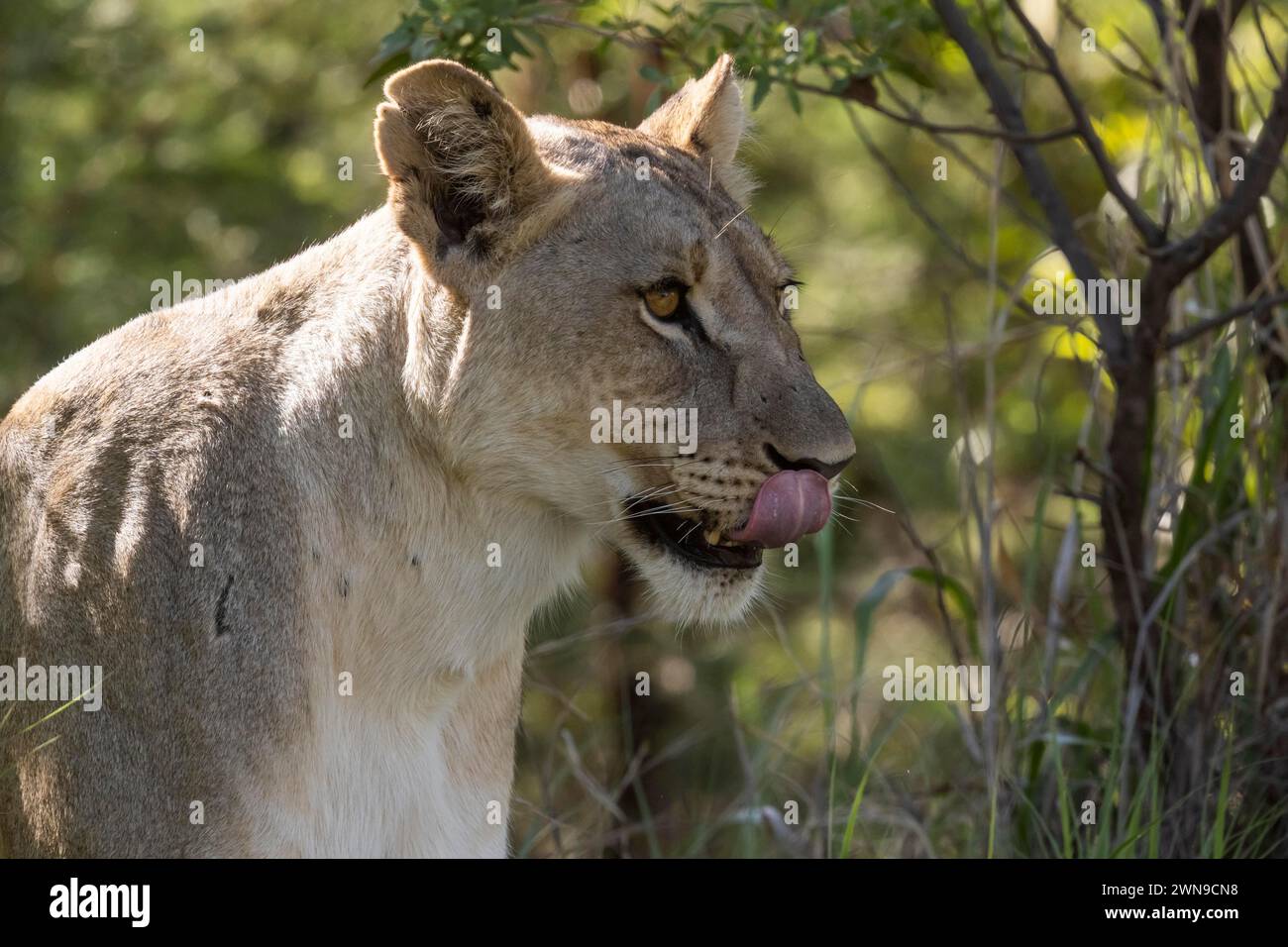 Leone (Panthera leo), Parco Nazionale di Pilanesberg, Sudafrica Foto Stock