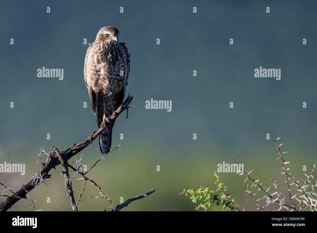 Silver Singing Goshawk, noto anche come pallido Chanting goshawk (Melierax canorus) juvenile, Madikwe Game Reserve, North West Province, Sud Africa, RSA Foto Stock