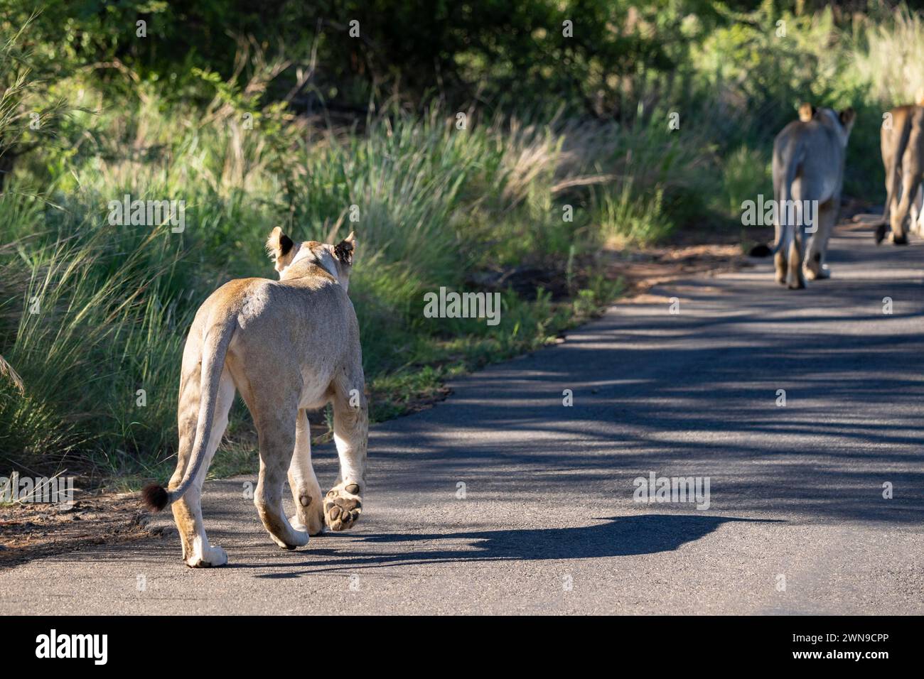 Leone (Panthera leo), Parco Nazionale di Pilanesberg, Sudafrica Foto Stock