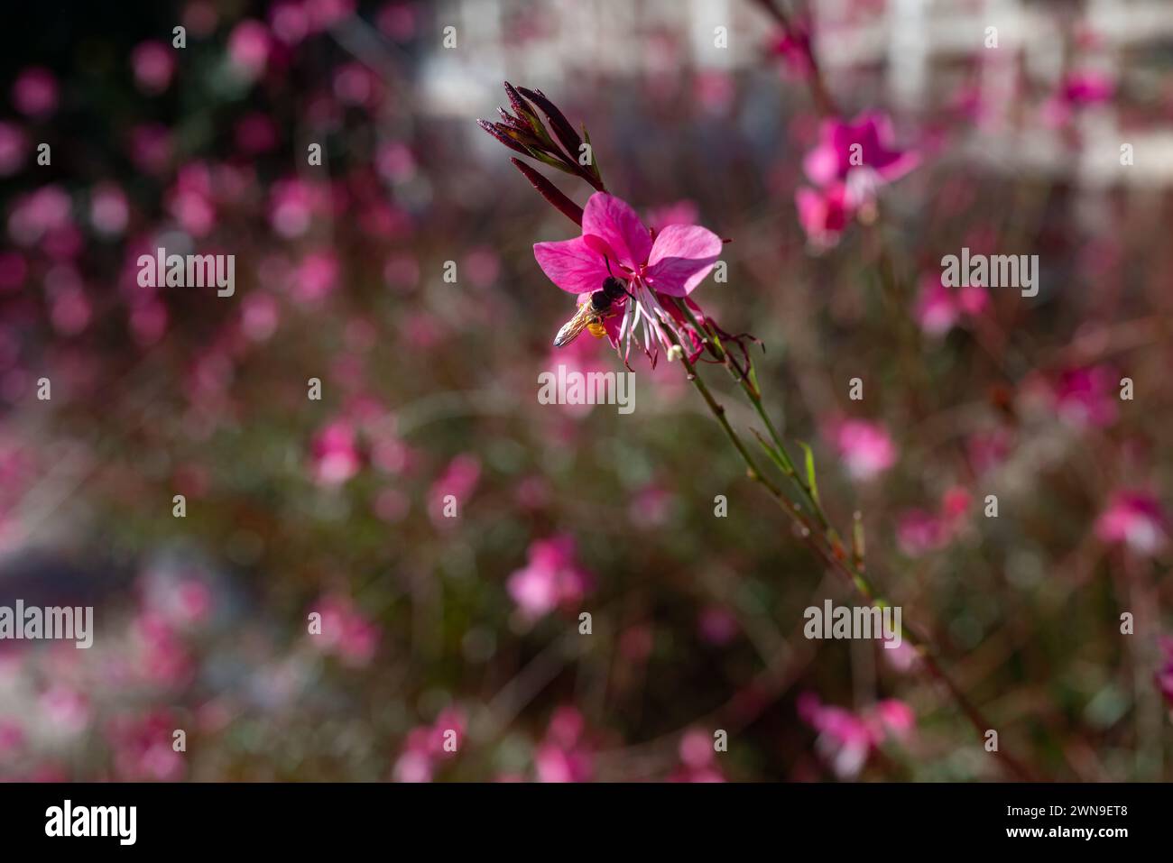 Un'ape che impollina teneri fiori rosa di Lindheimers beeblossom Butterfly Gaura Foto Stock