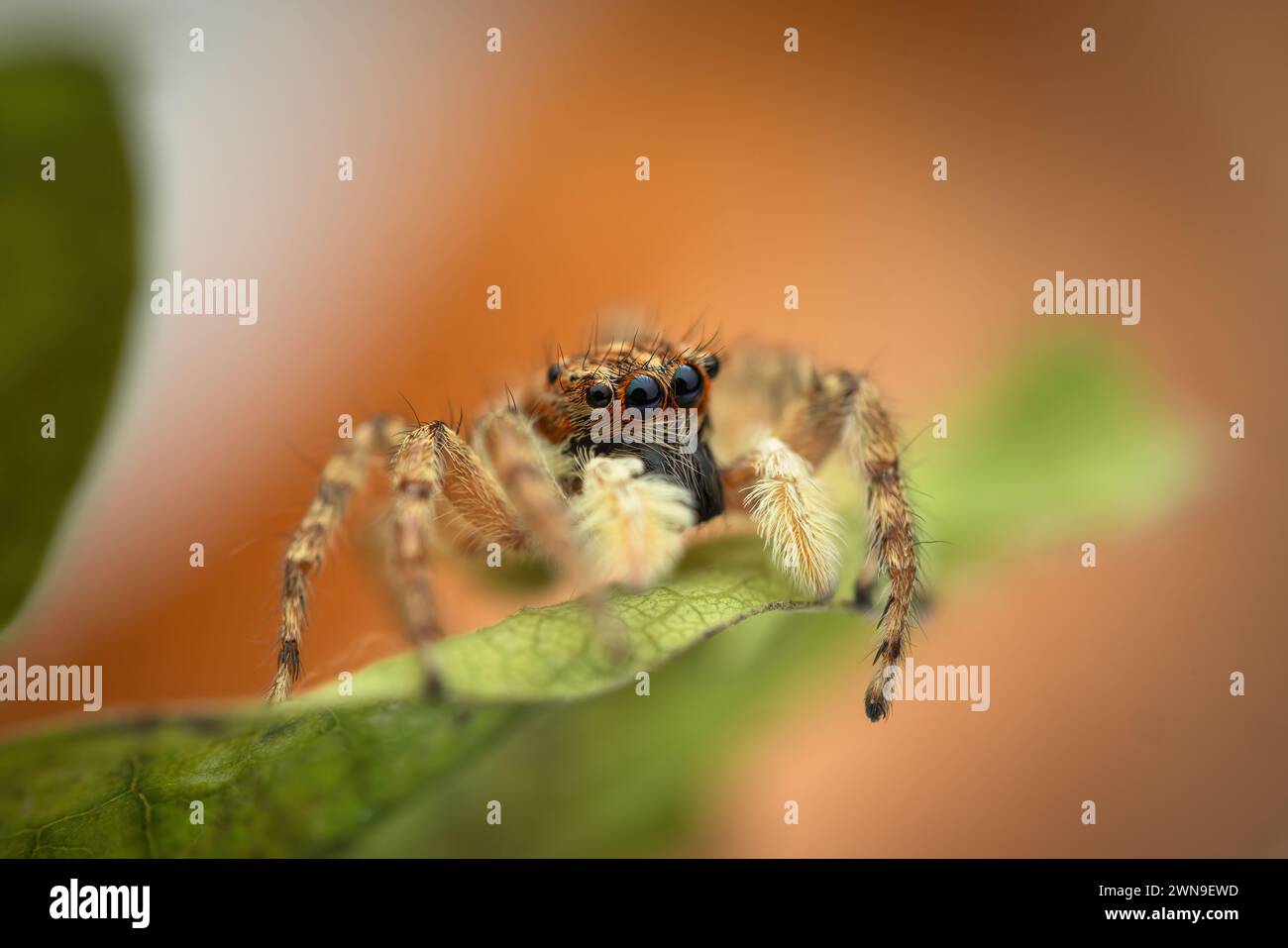 Primo piano di spidermacro saltato su una foglia verde come sfondo naturale Foto Stock