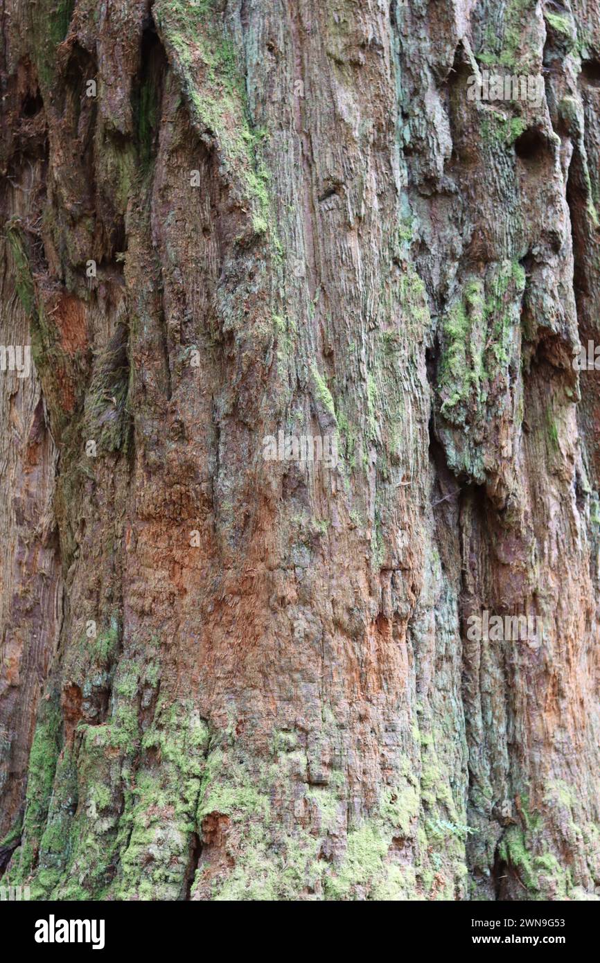 Primo piano di un'antica corteccia di alberi di sequoia Foto Stock