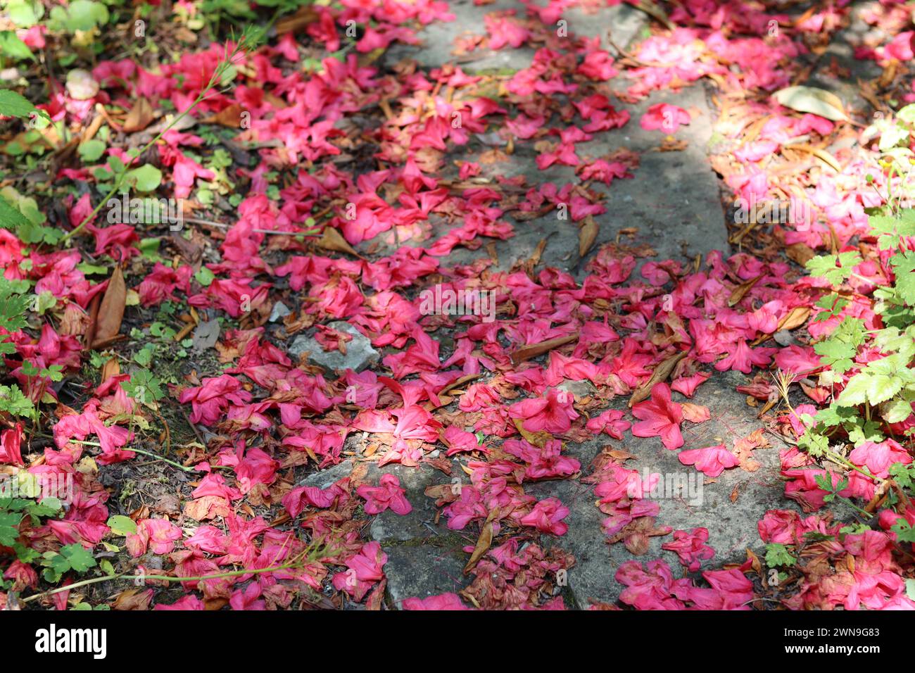 Fiori rossi di azalea adagiati su un sentiero di giardino Foto Stock