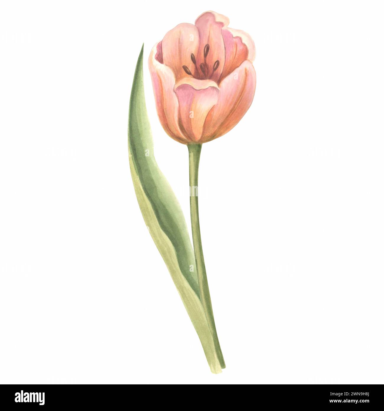 Fiore di tulipani acquerelli con foglie. Illustrazione isolata disegnata a mano fiore dei giardini primaverili. Modello di disegno floreale botanico per carta per mamme da Foto Stock