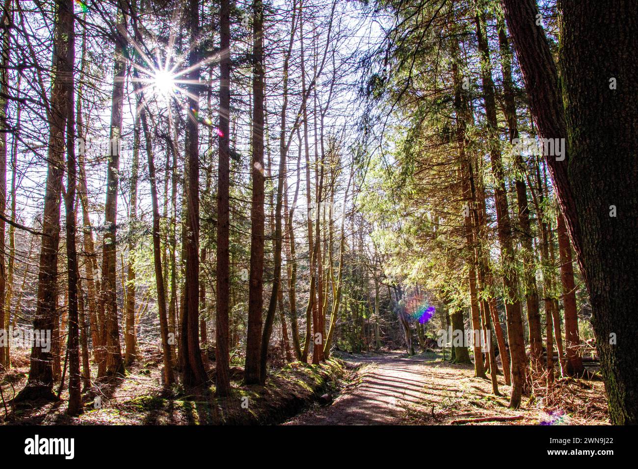 Dundee, Tayside, Scozia, Regno Unito. 1 marzo 2024. Meteo nel Regno Unito: Magnifico sole attraverso Tayside, con temperature che raggiungono i 10°C.. Templeton Woods all'interno di Dundee offre viste spettacolari delle scogliere del sole e del bagliore della macchina fotografica attraverso gli alberi, gli alberi dalla formazione unica della natura e le passeggiate nella natura. Crediti: Dundee Photographics/Alamy Live News Foto Stock