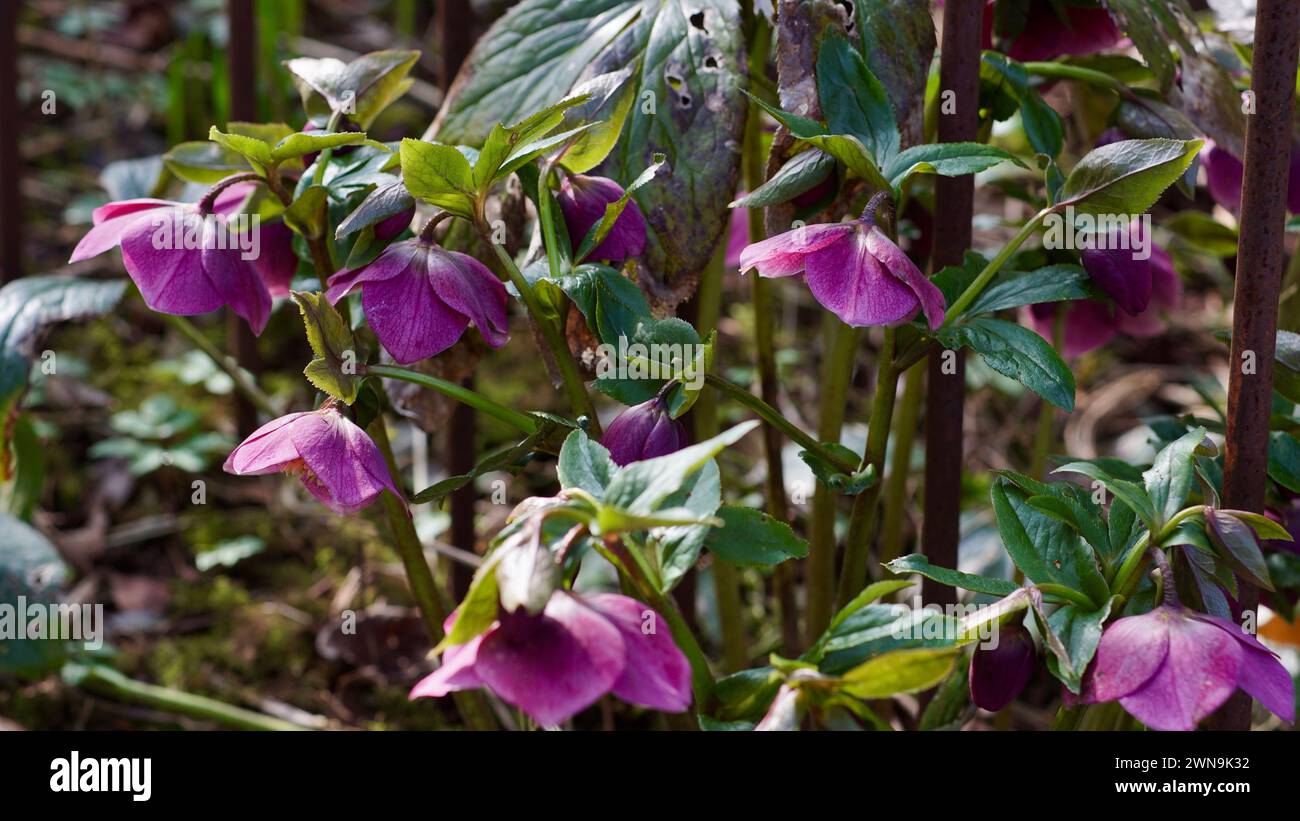 Un helleborus orientalis nel giardino a febbraio. Foto Stock