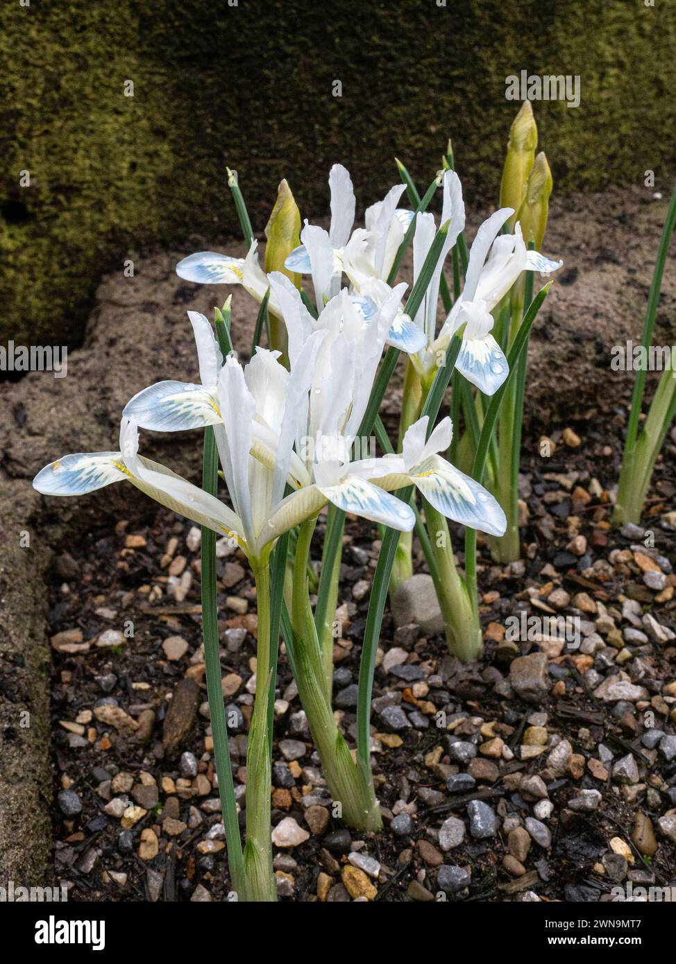 I delicati fiori bianchi dell'Iris reticulata "Frozen Plant" Foto Stock