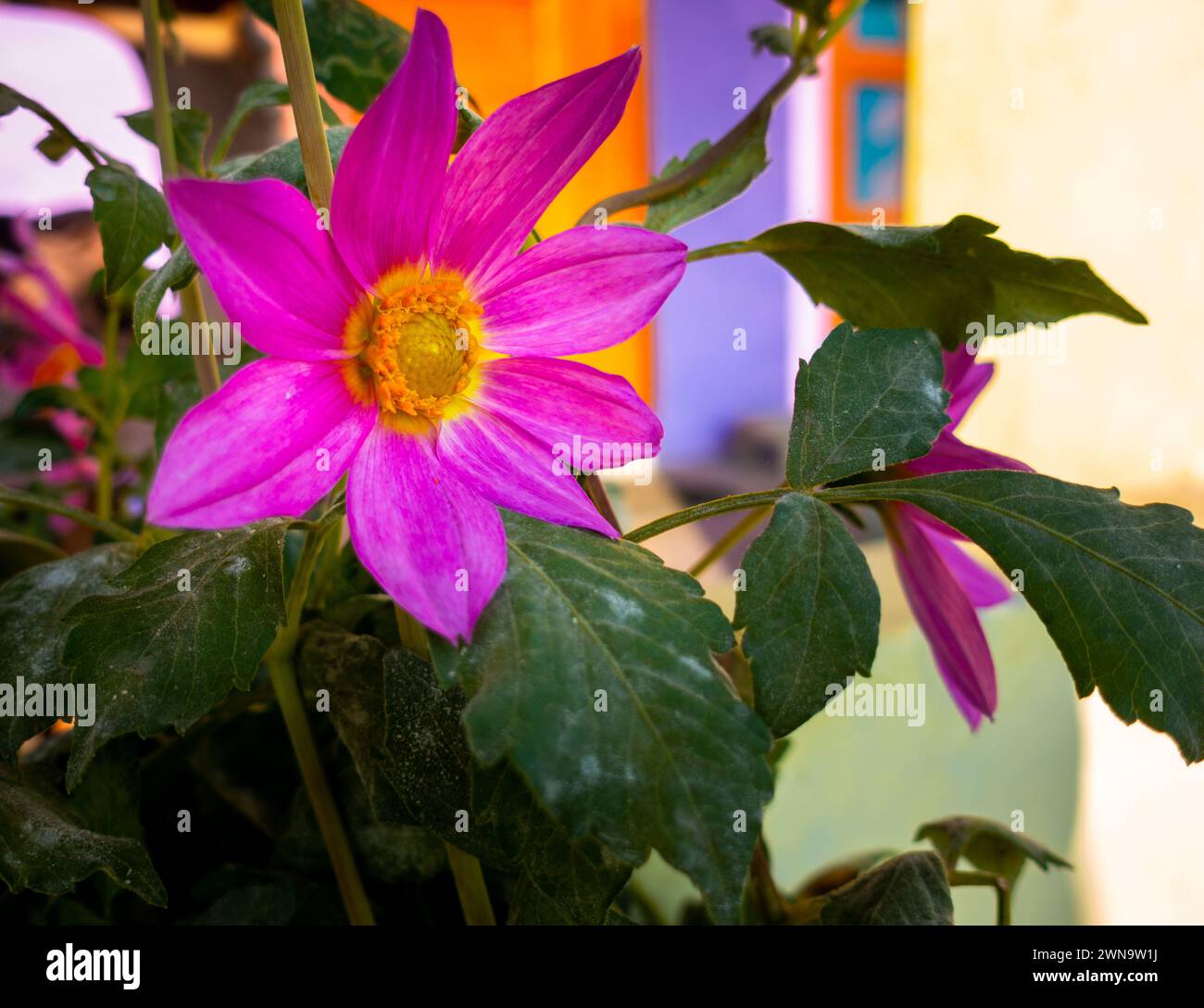 Pink Dahlia Blooming in Indian Household: Uttarakhand, India Foto Stock