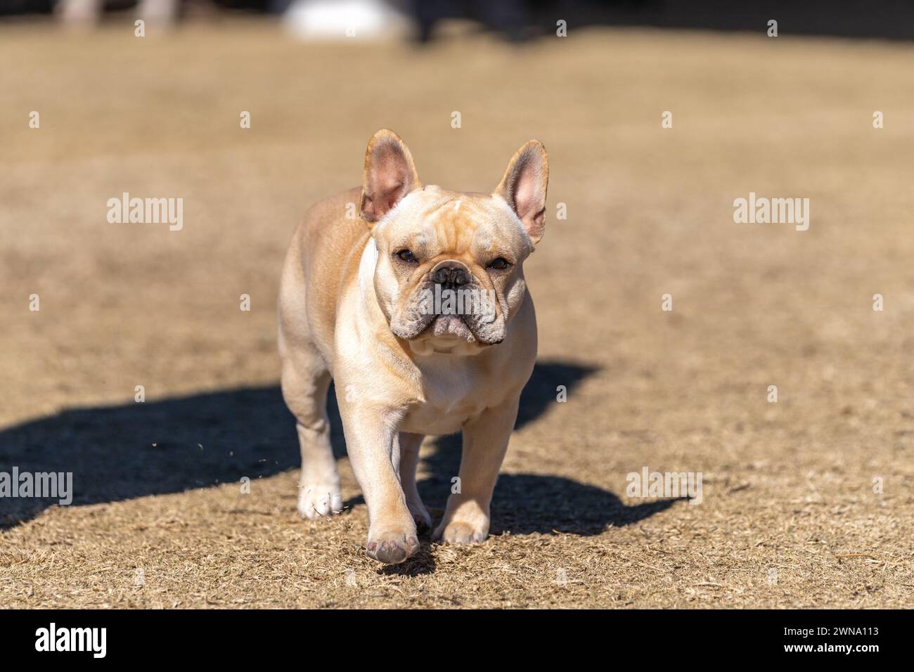 Un bulldog francese di Tan che si infiltra al sole e guarda nella telecamera Foto Stock