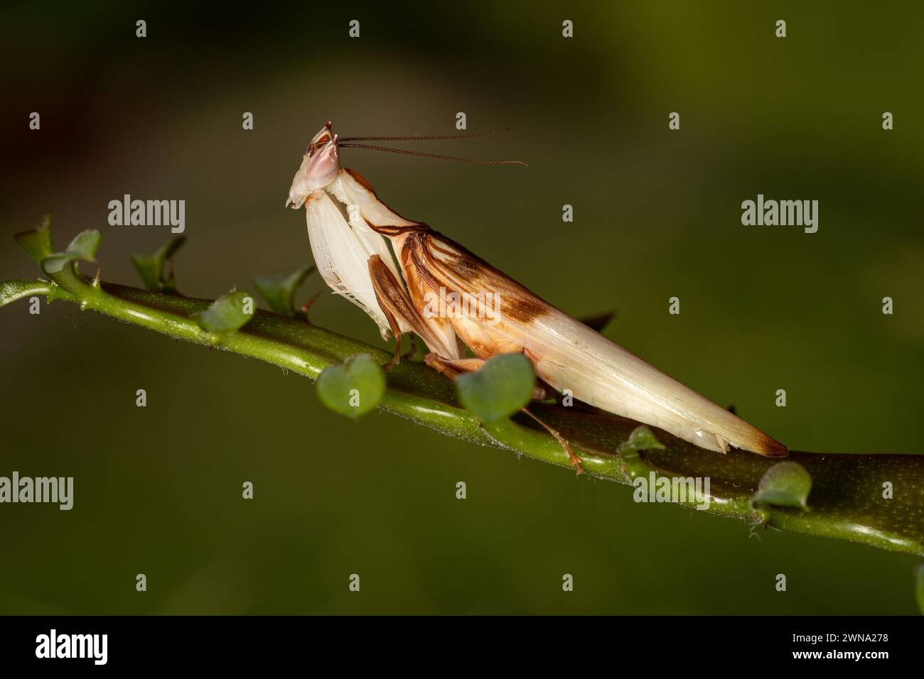 Una mancia di orchidee su una pianta verde Foto Stock