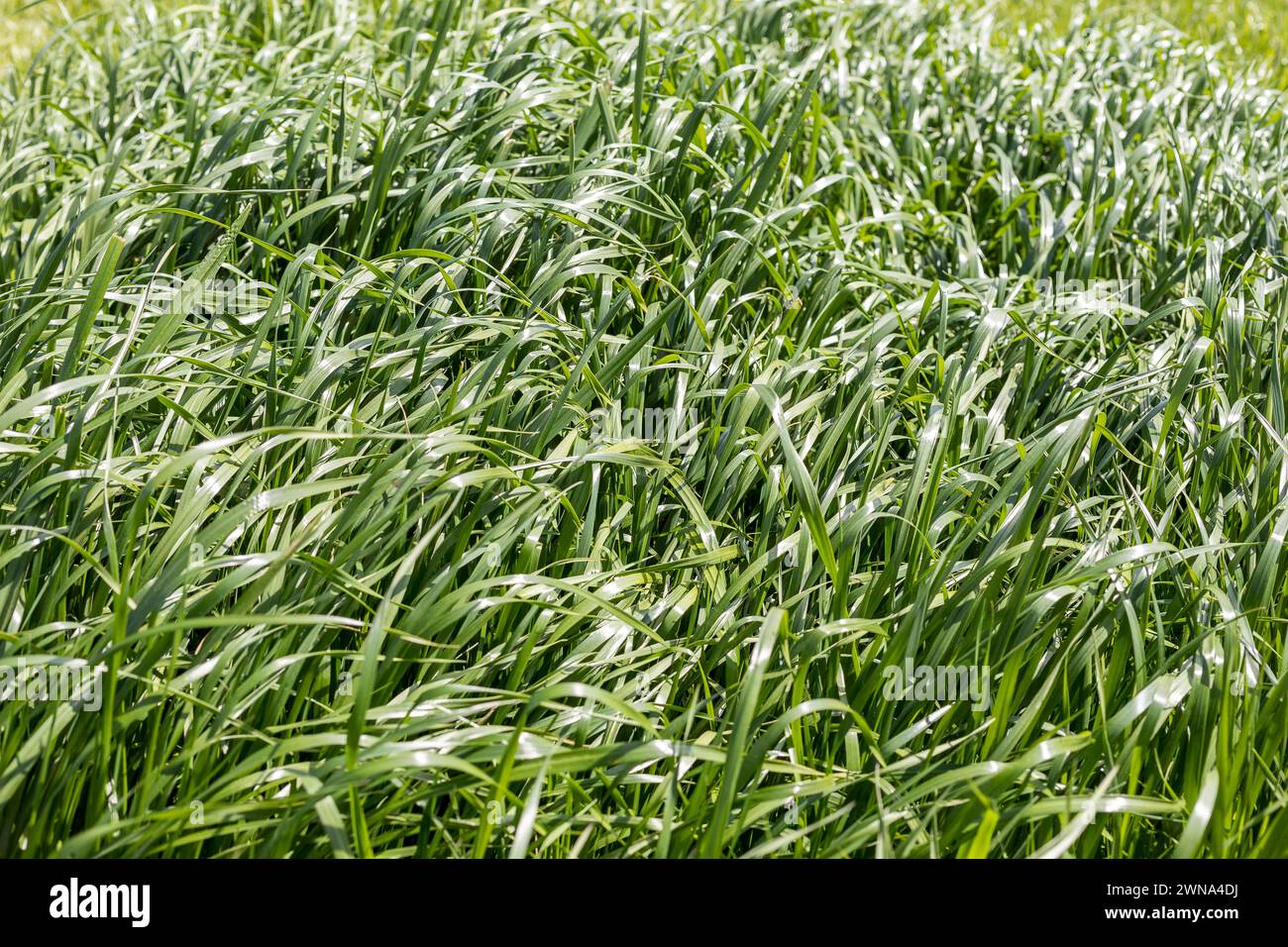 frisches Gras, hoch und kräftig gewachsen *** erba fresca, alta e vigorosamente coltivata Foto Stock