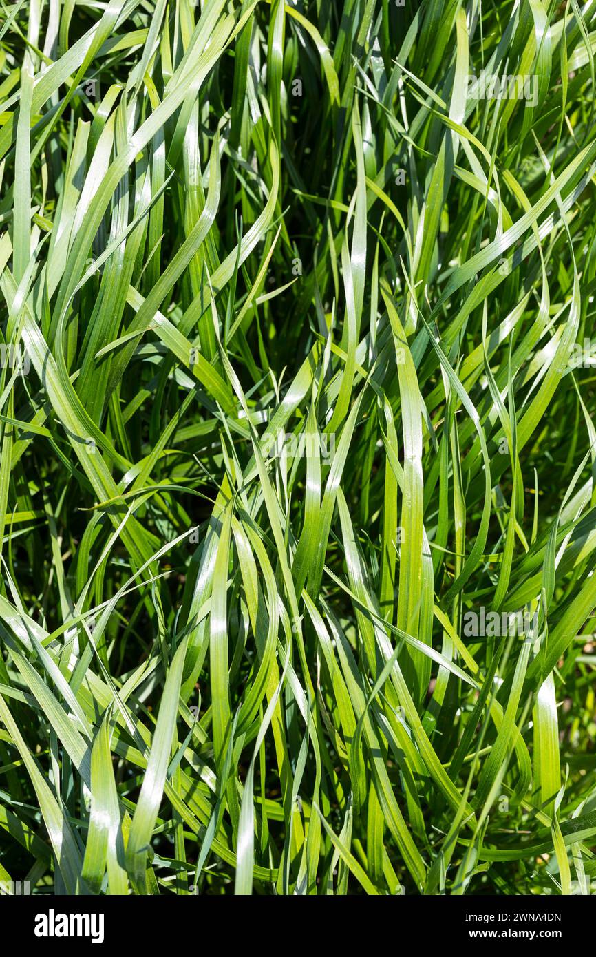 frisches Gras, hoch und kräftig gewachsen *** erba fresca, alta e vigorosamente coltivata Foto Stock