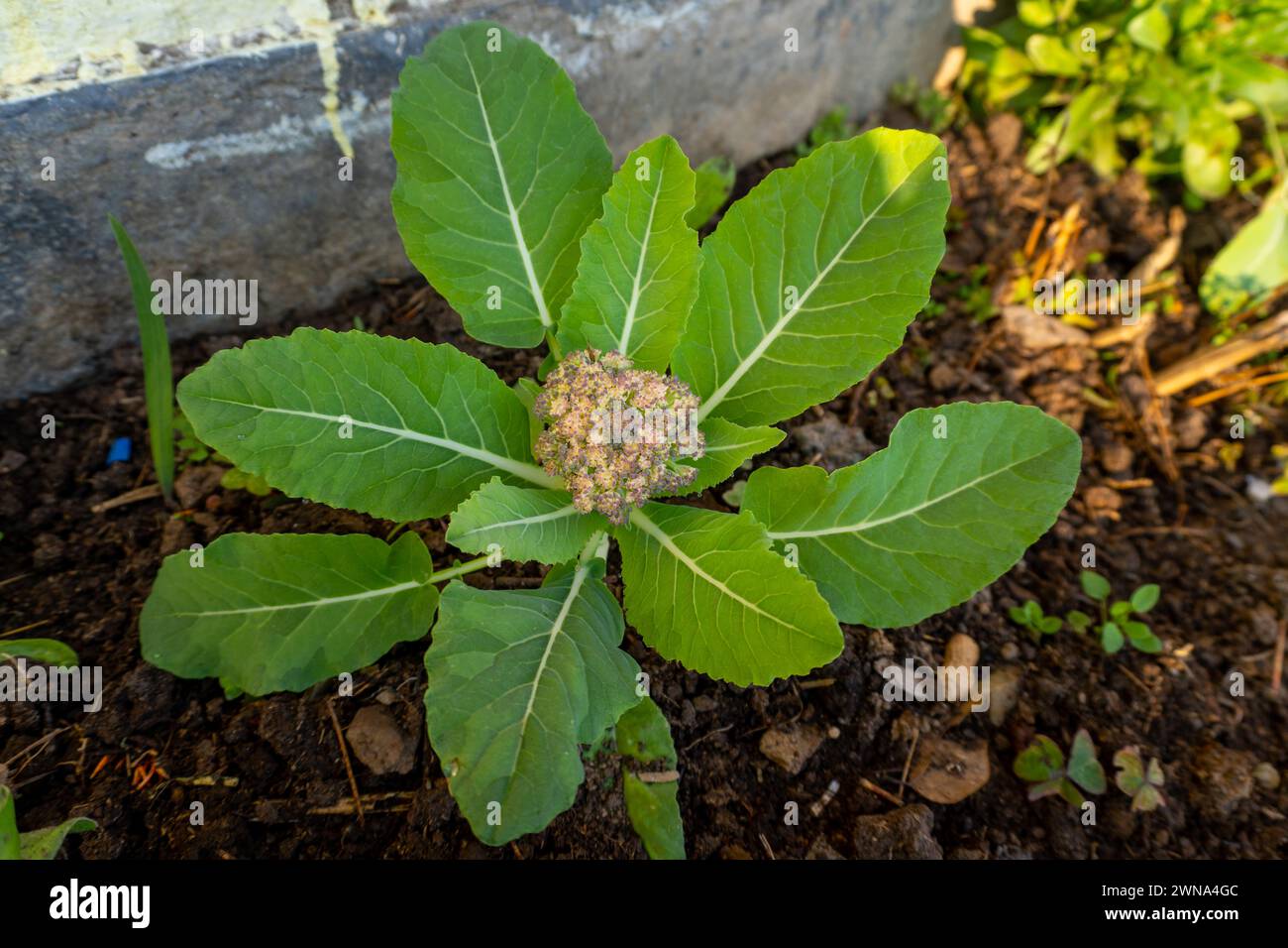 Pianta organica di cavolfiore a Uttarakhand Mountain Garden, India Foto Stock