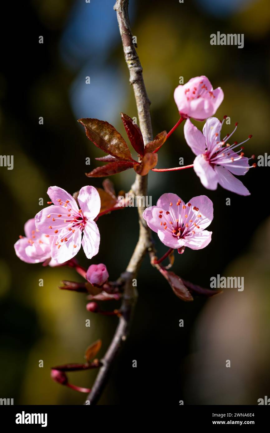 I bellissimi fiori rosa del prunus cerasifera fioriscono sull'albero all'inizio della primavera, nei Paesi Bassi Foto Stock