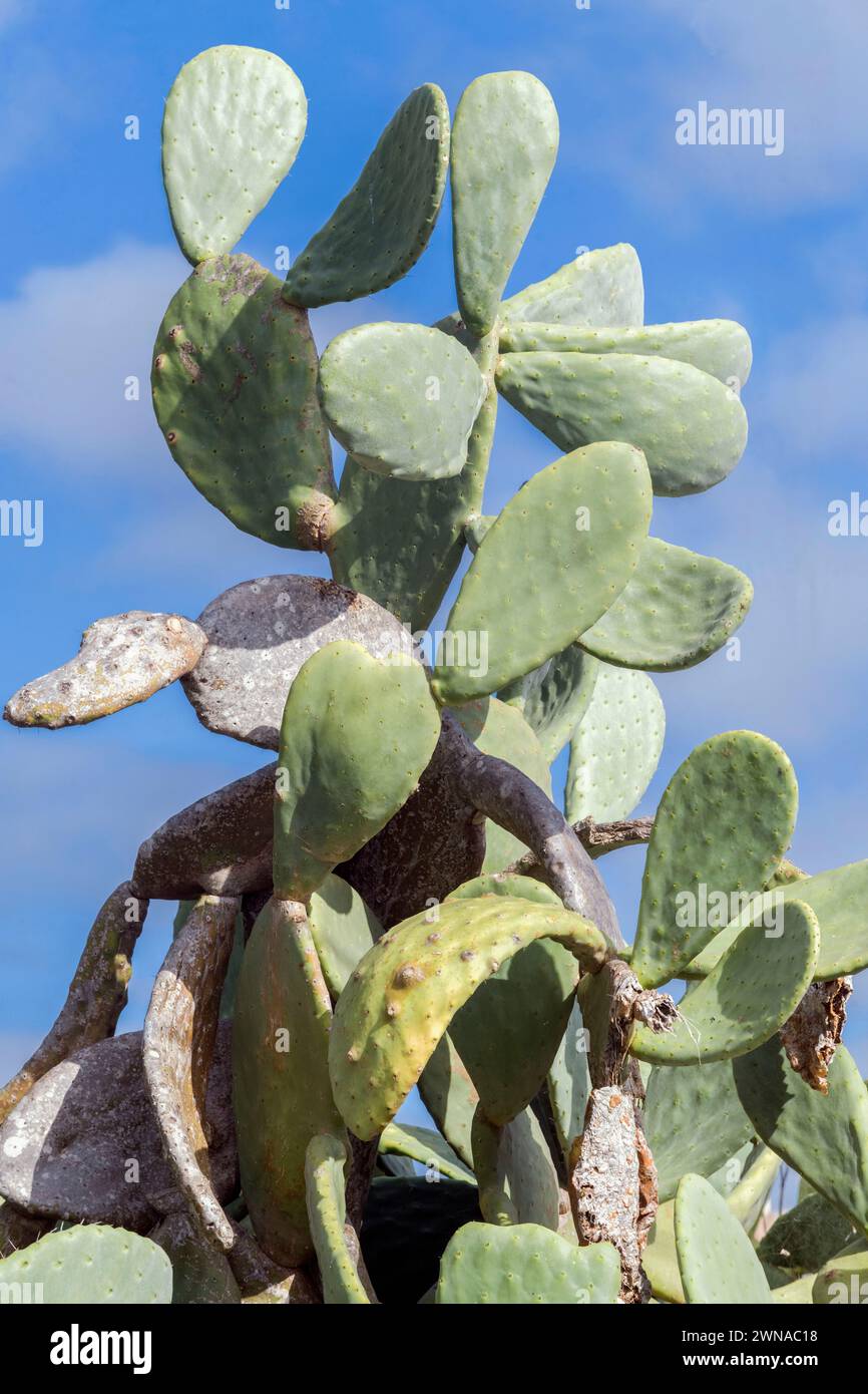 Cactus che torreggia nel cielo Foto Stock