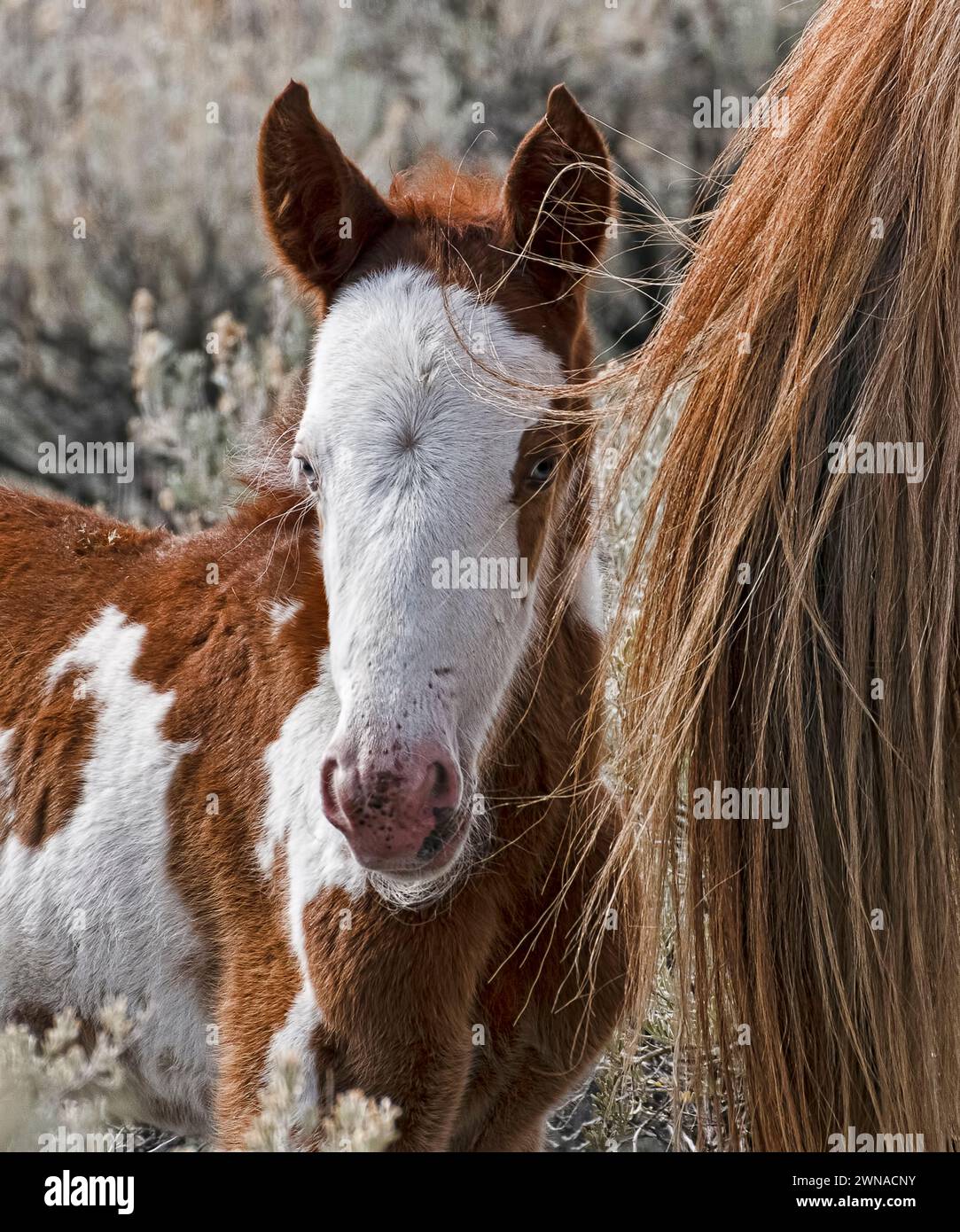 La mandria di cavalli selvatici di Steens Mountain ha una struttura da lieve a moderata e varia in colori: Vernici, colmo, roan, buckskin, nero, palomino, e. Foto Stock