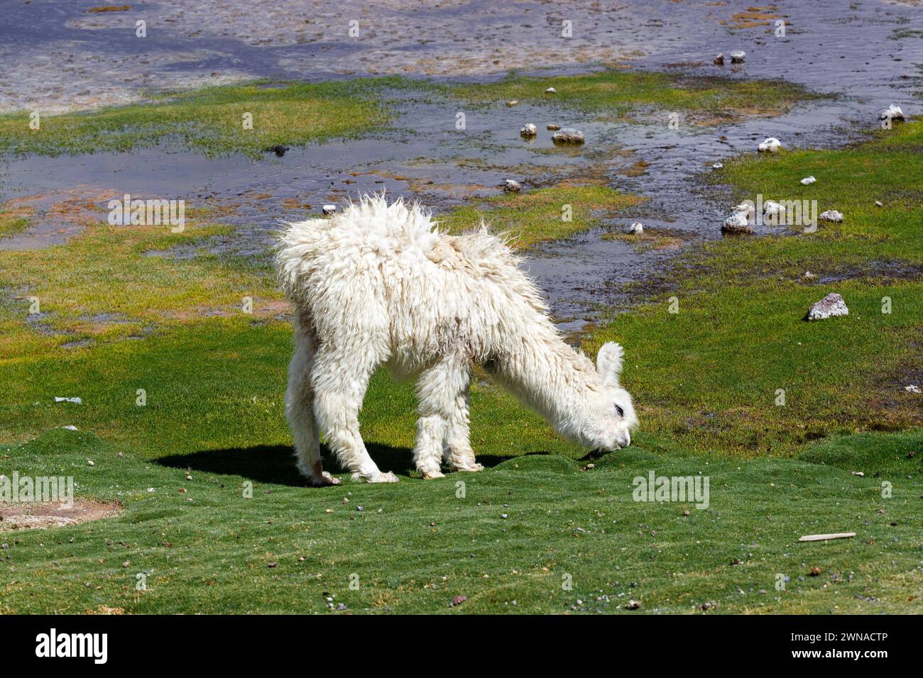 Lama bianca che mangia erba su un campo verde con pozzanghere d'acqua tipico paesaggio boliviano. Foto Stock