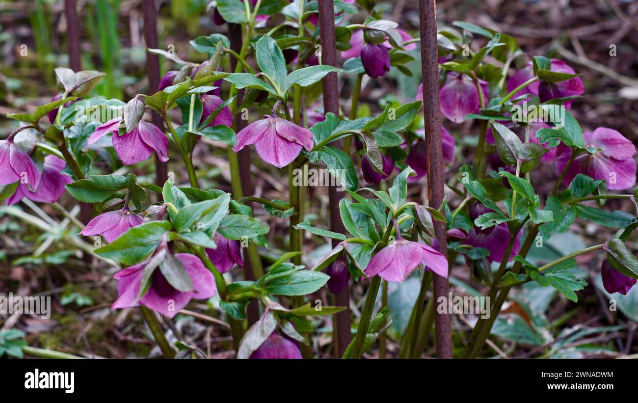 Un helleborus orientalis nel giardino a febbraio. Foto Stock