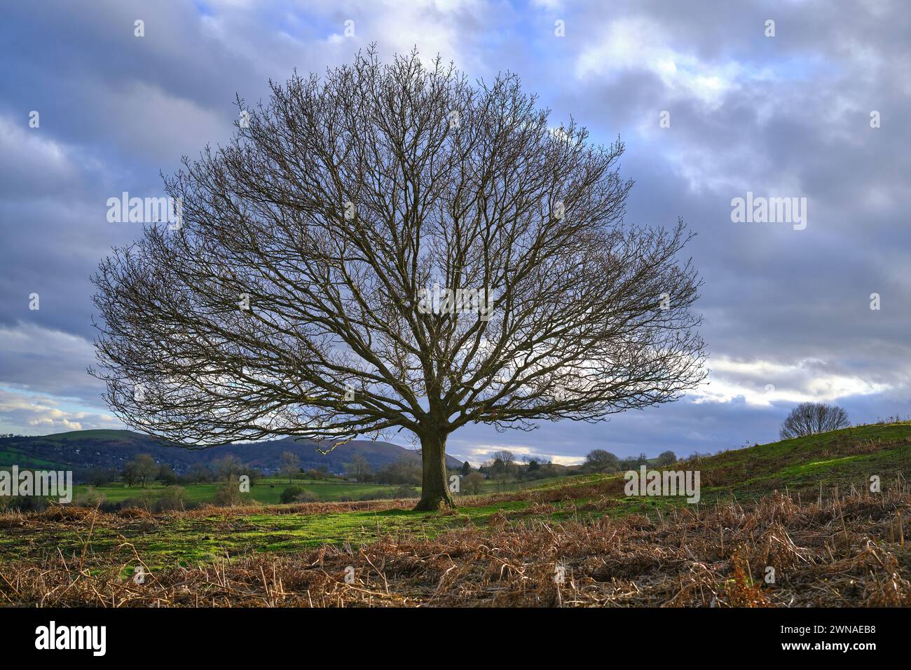 Un albero solitario su una collina in Inghilterra Foto Stock