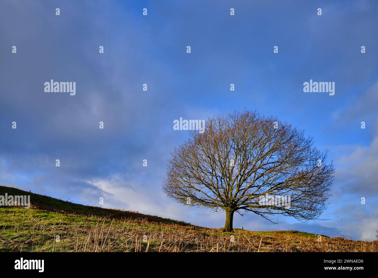 Un albero solitario su una collina in Inghilterra Foto Stock
