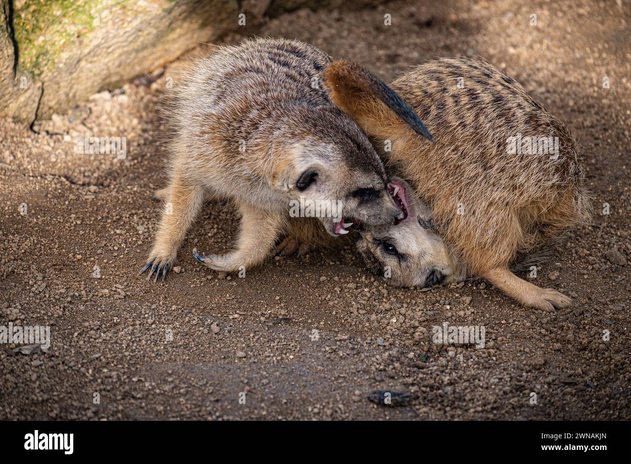 Due giovani carni che suonano Foto Stock