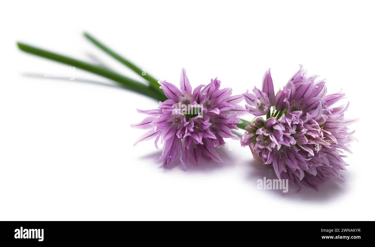 Purpple Cipolla Flowers Cut Out on White. Foto Stock