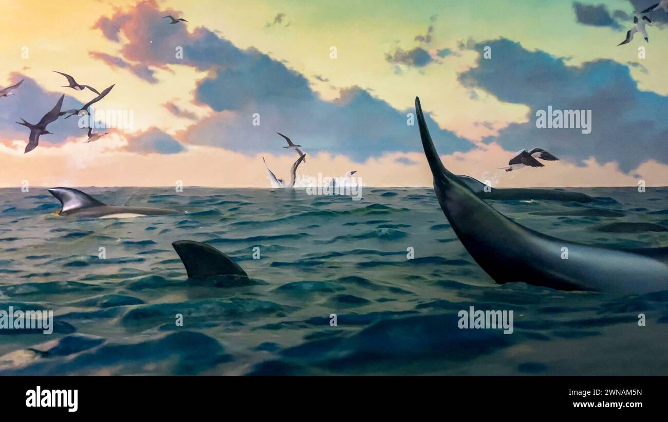 Diorama di delfini e altri animali acquatici con gabbiani che abitano tutte le acque temperate e calde di tutti i mari e oceani, presso l'American Museum Foto Stock