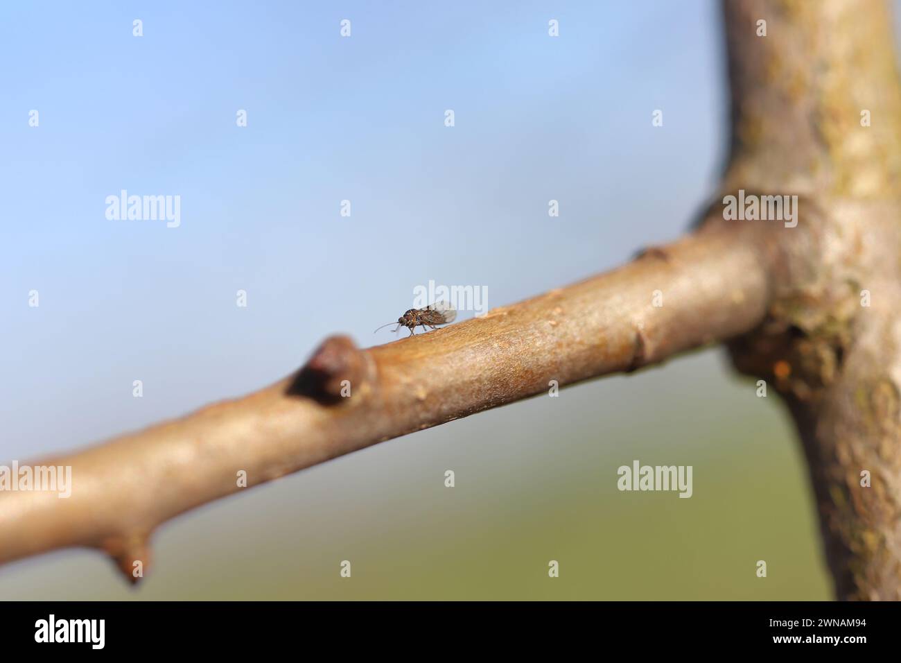 Succhiatore di pere Cacopsylla pyricola crawler. Persona adulta in primavera con germogli di pere. Foto Stock
