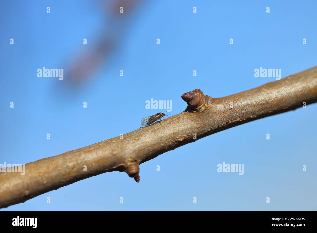 Succhiatore di pere Cacopsylla pyricola crawler. Persona adulta in primavera con germogli di pere. Foto Stock