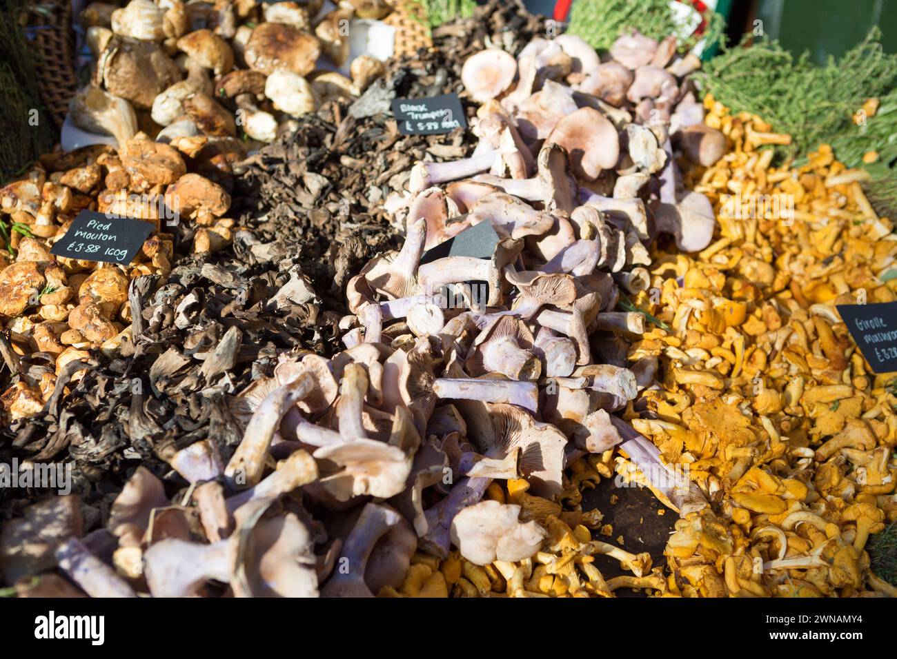Regno Unito, Londra, varie varietà di funghi in vendita nel Borough Market. Foto Stock