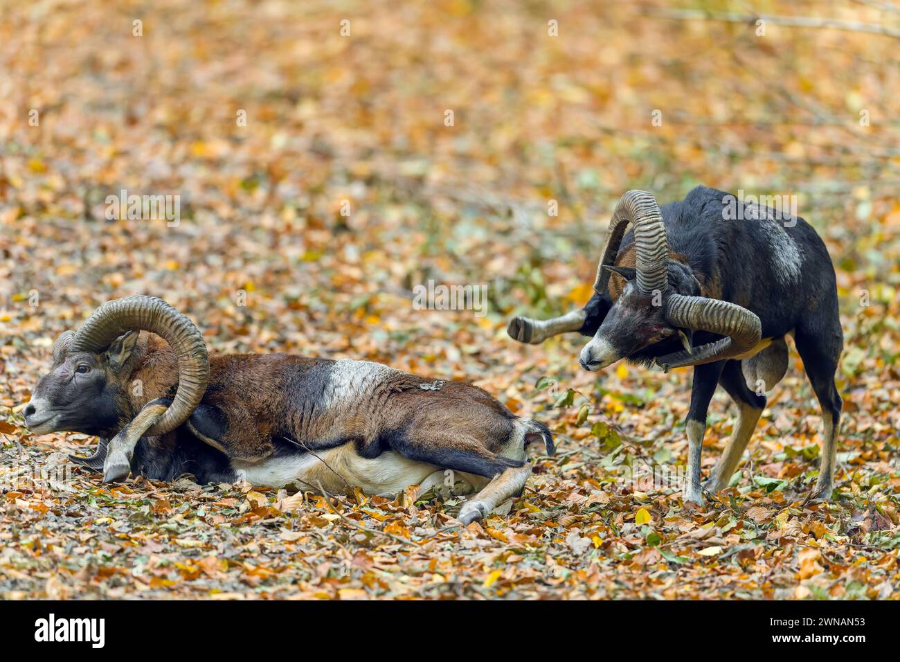 Sconfitto il muflon europeo (Ovis aries musimon) sdraiato dopo la battaglia da due arieti che sbattevano la testa e si scontravano con le corna curve durante il rut in autunno Foto Stock