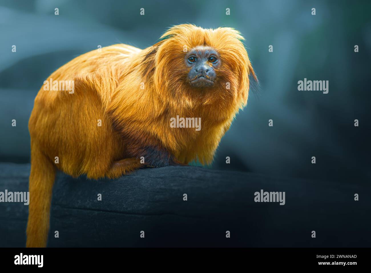 Il Leone d'Oro Tamarin, Leontopithecus rosalie, fotografia su sfondo scuro e sfocato Foto Stock