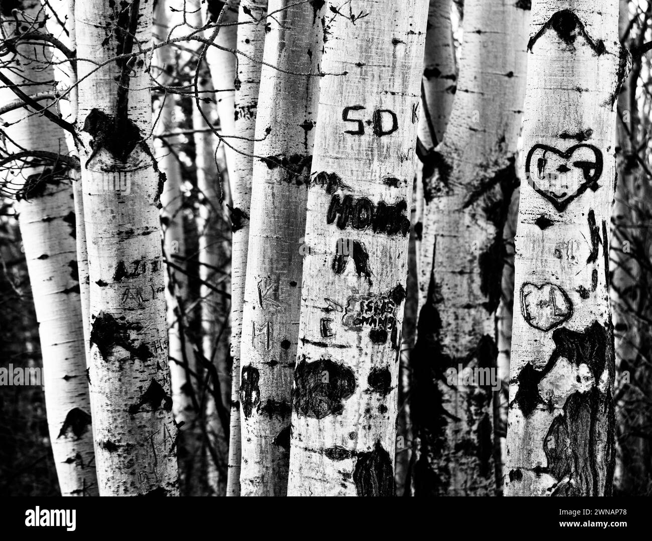 Scena di graffiti sugli alberi sul sentiero Foto Stock