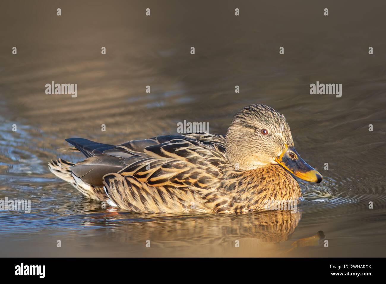 Maschili sullo stagno all'alba (Anas platyrhynchos) Foto Stock