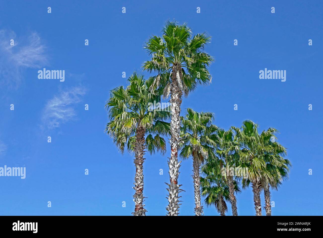 Sabal Palmetto o Sabal Palm, o Cabbage Palm...Arecaceae (Palmae)...palma perenne e sempreverde, originaria della Florida, qui utilizzata per il paesaggio in A. Foto Stock