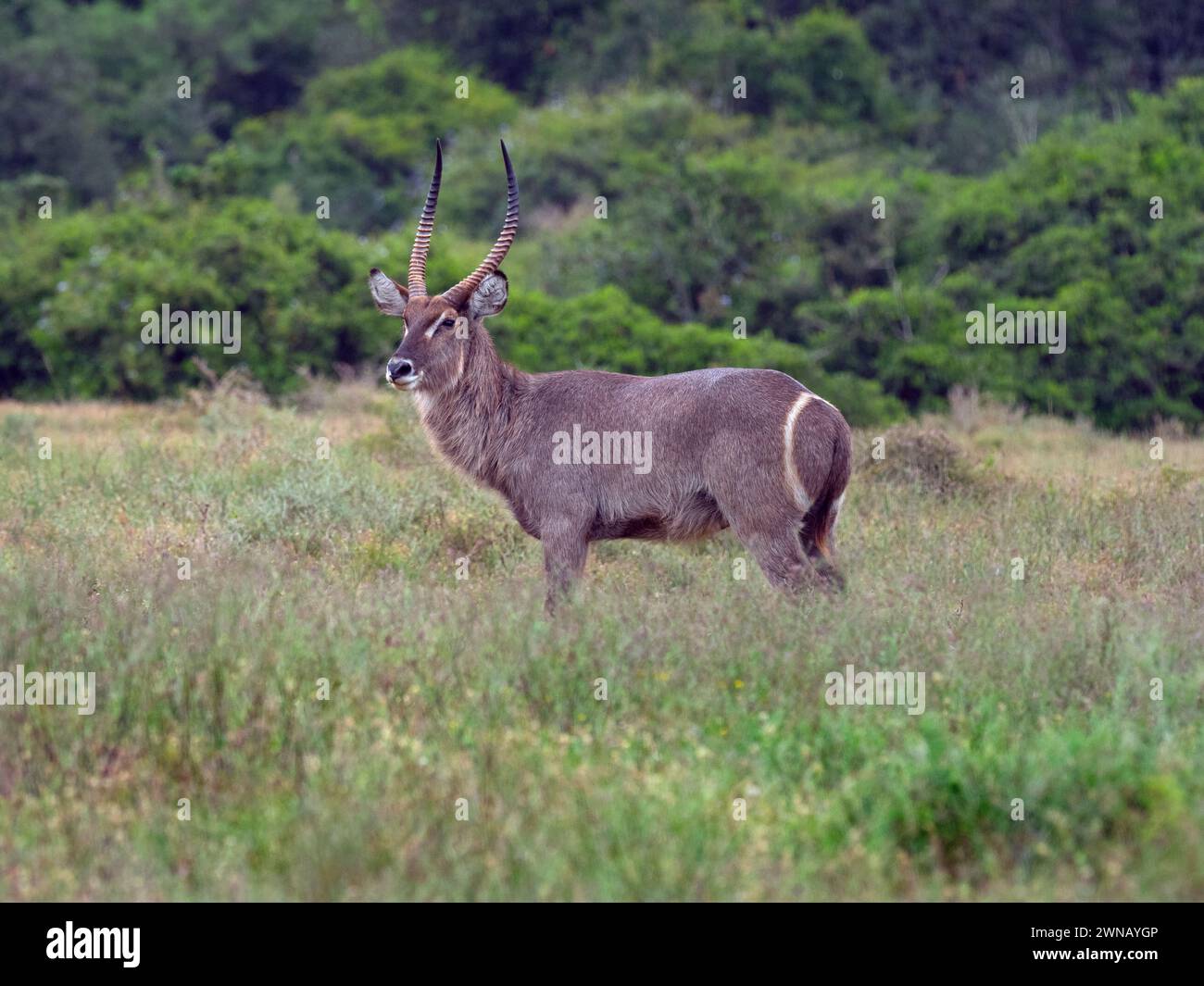 Waterbuck Kobus ellipsiprymnus regione del Capo Sudafrica Foto Stock