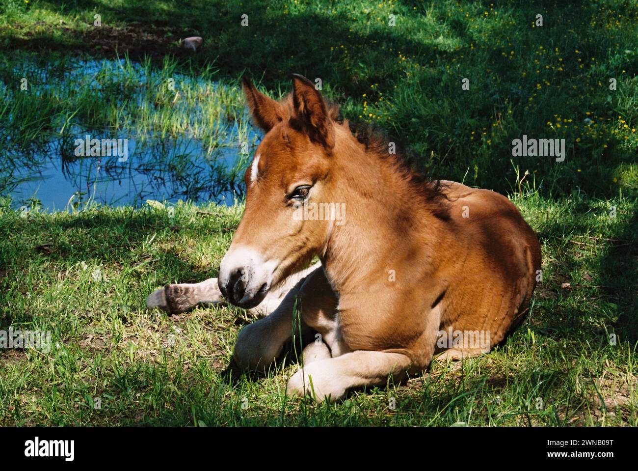 Bruno giovane cavallo, il puledro sta riposando sull'erba vicino al lago Foto Stock