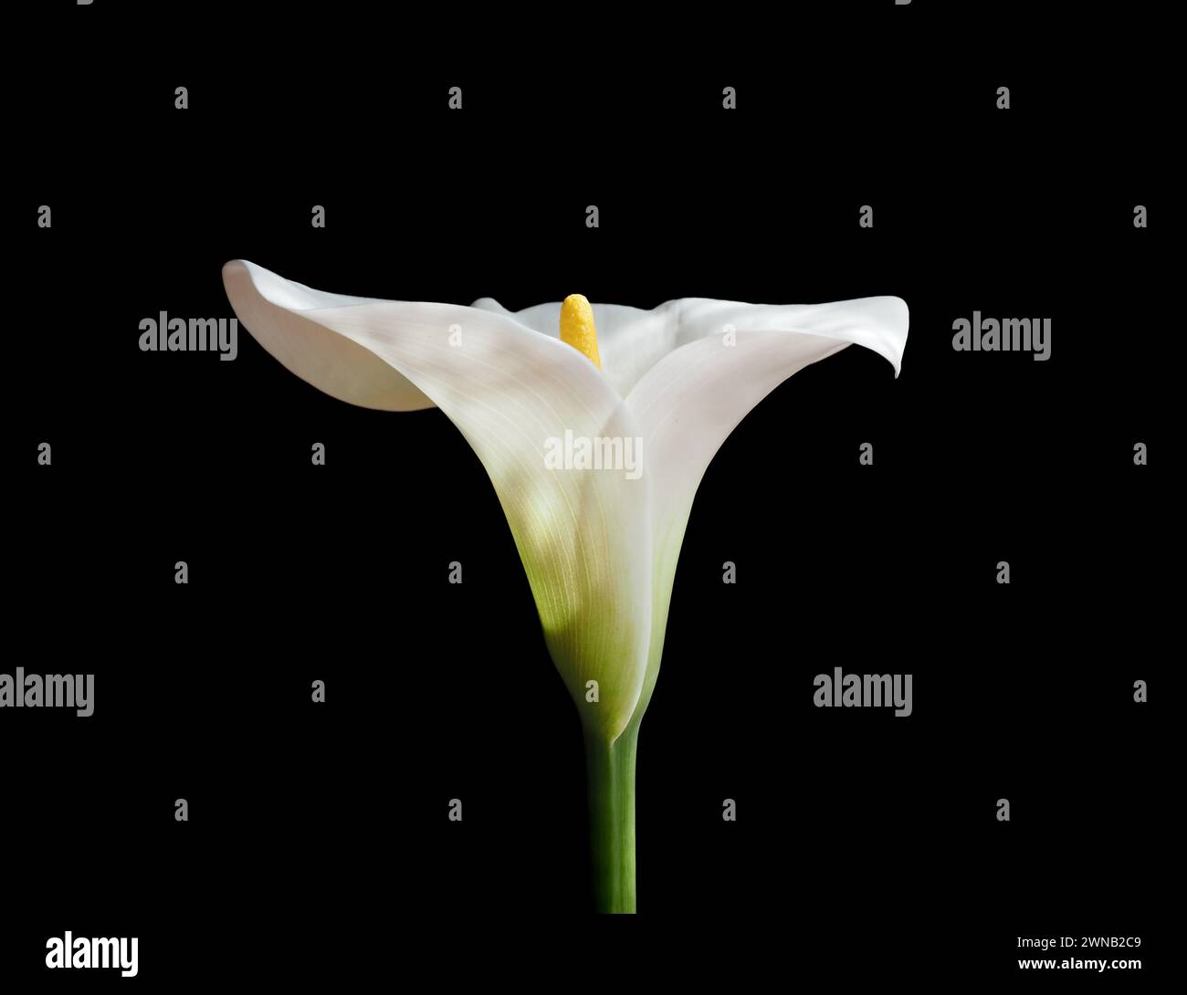 Fiore di Calla bianca su sfondo nero Foto Stock
