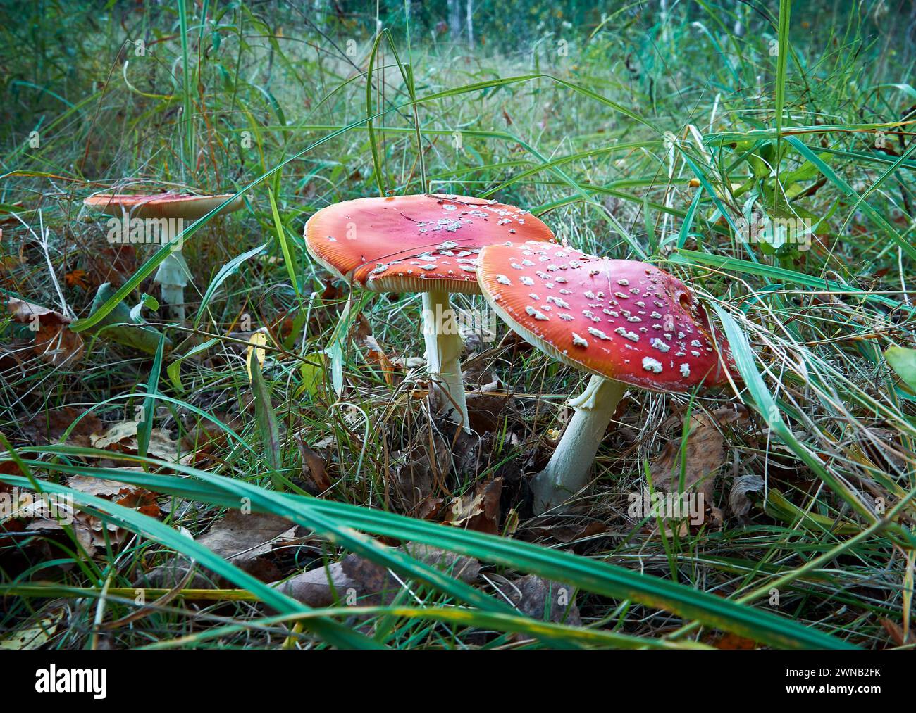 Due funghi agarici della mosca rossa crescono nella foresta autunnale. Nitidezza selettiva. Foto Stock