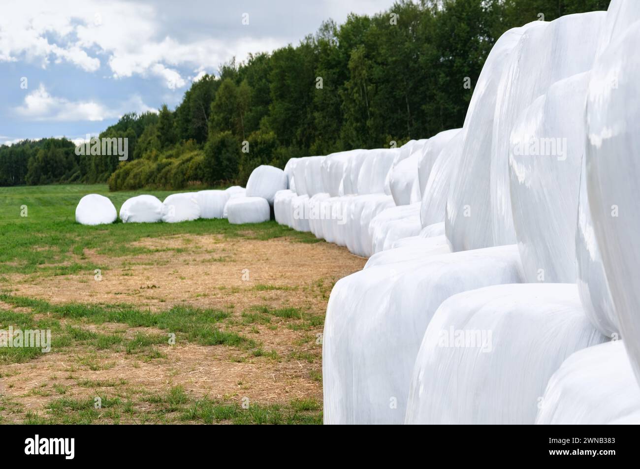 Molte balle di insilato bianche si trovano sul campo. Regione Russia Tver. Nitidezza selettiva. Foto Stock