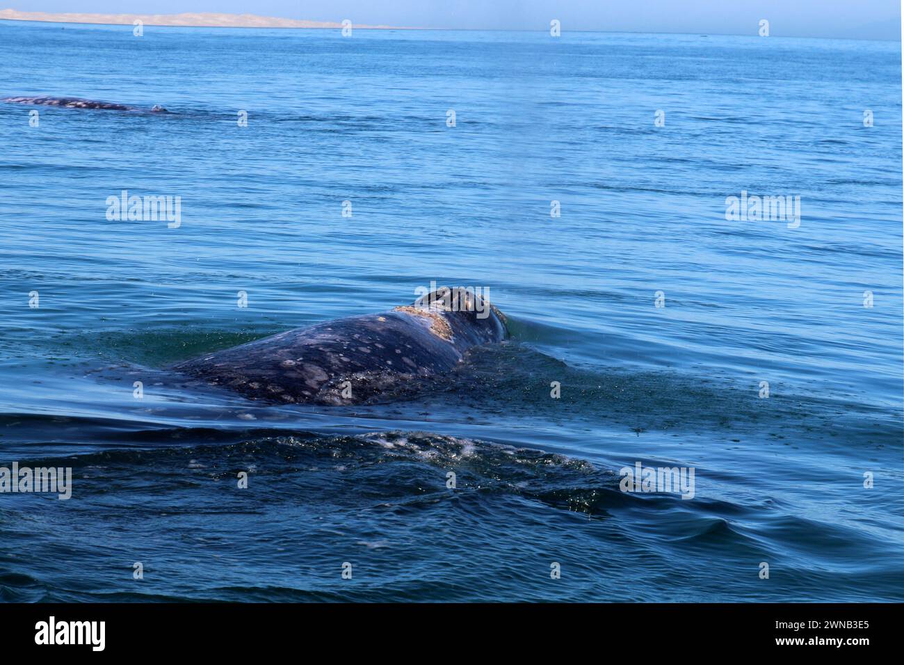 Avvistamento balene in Messico, Baja California Sur Foto Stock