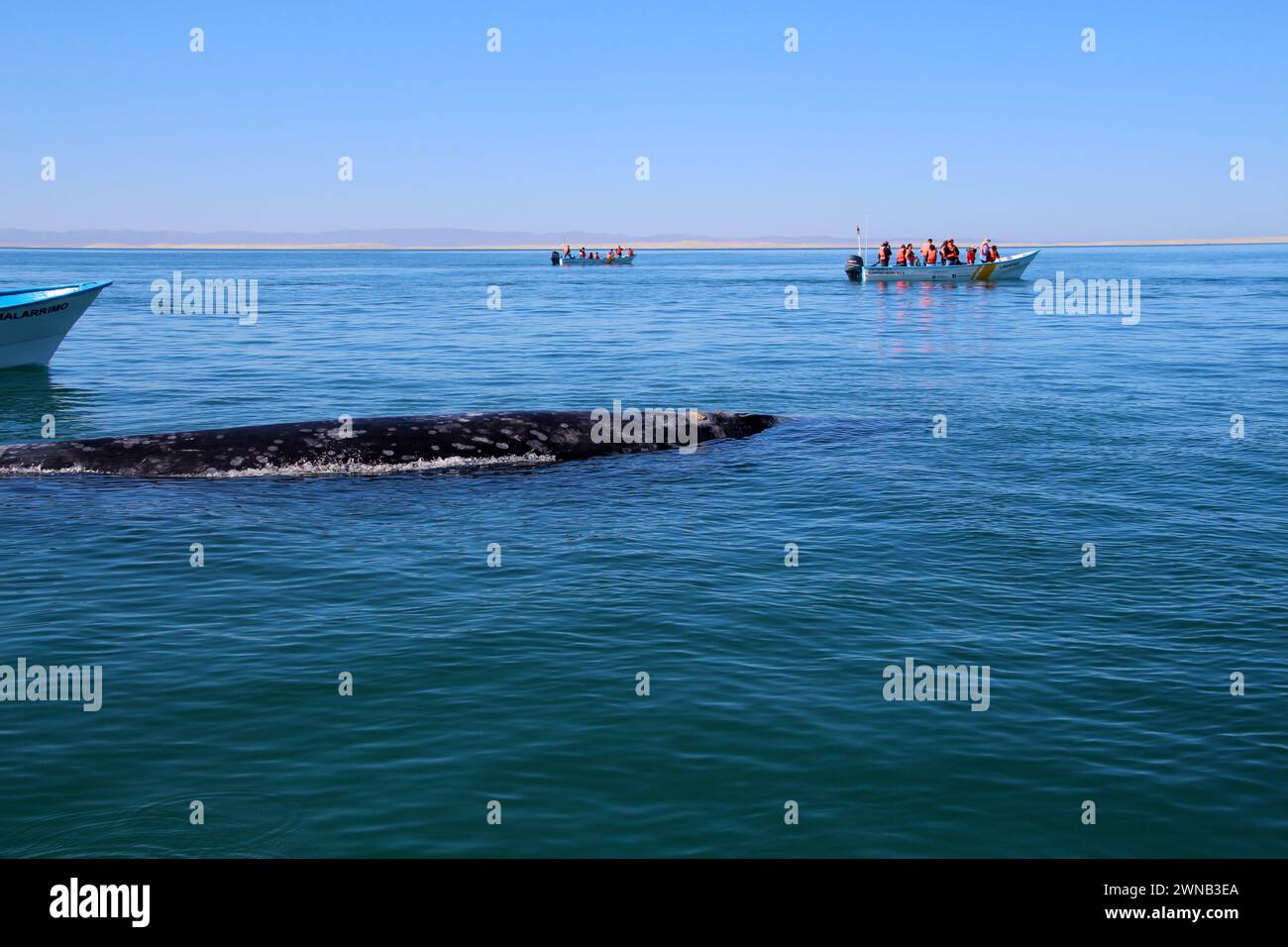 Avvistamento di balene Gray Whale Baja California sur, Messico Foto Stock