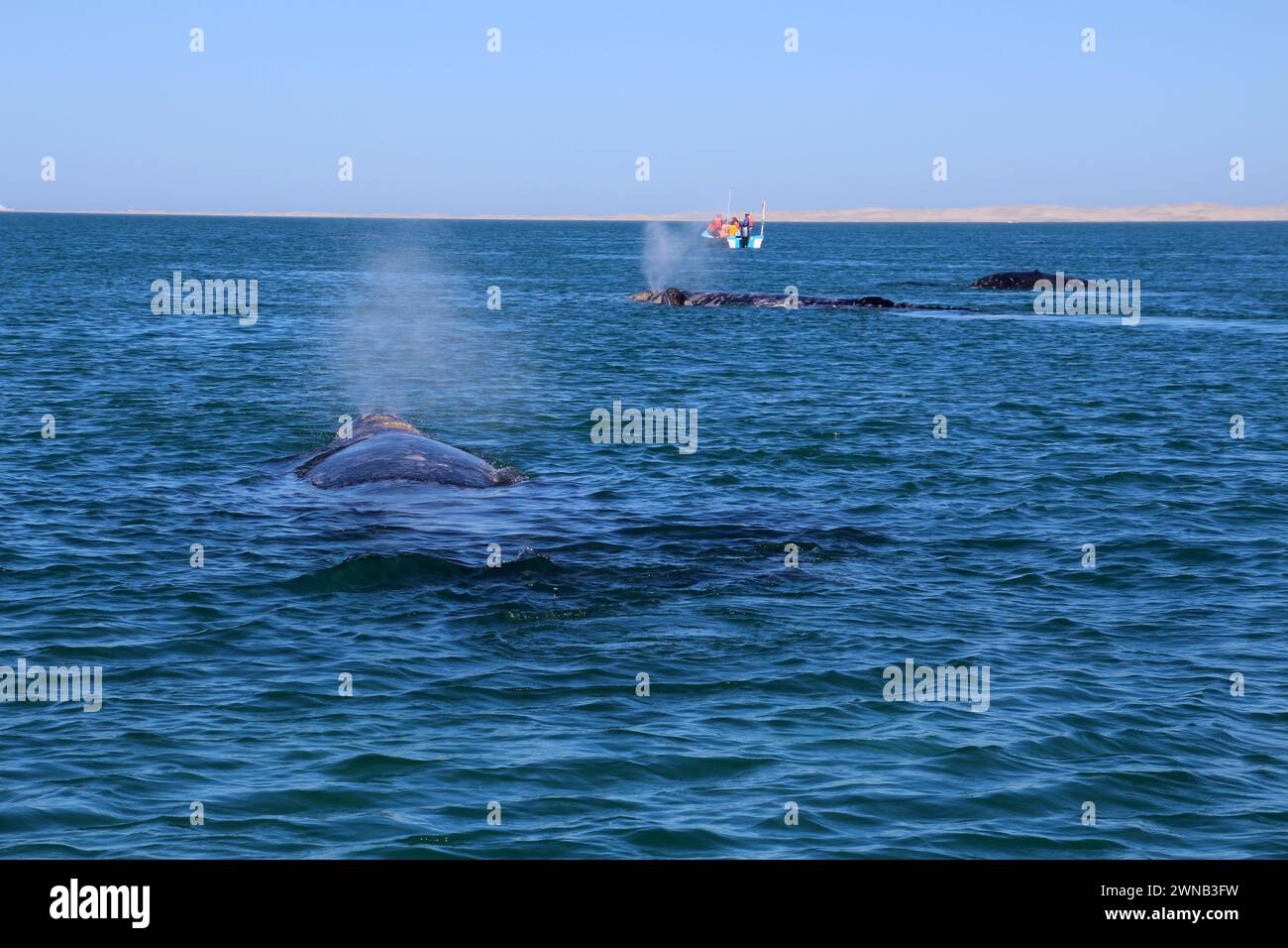 Avvistamento balene in Messico, Baja California Sur Foto Stock