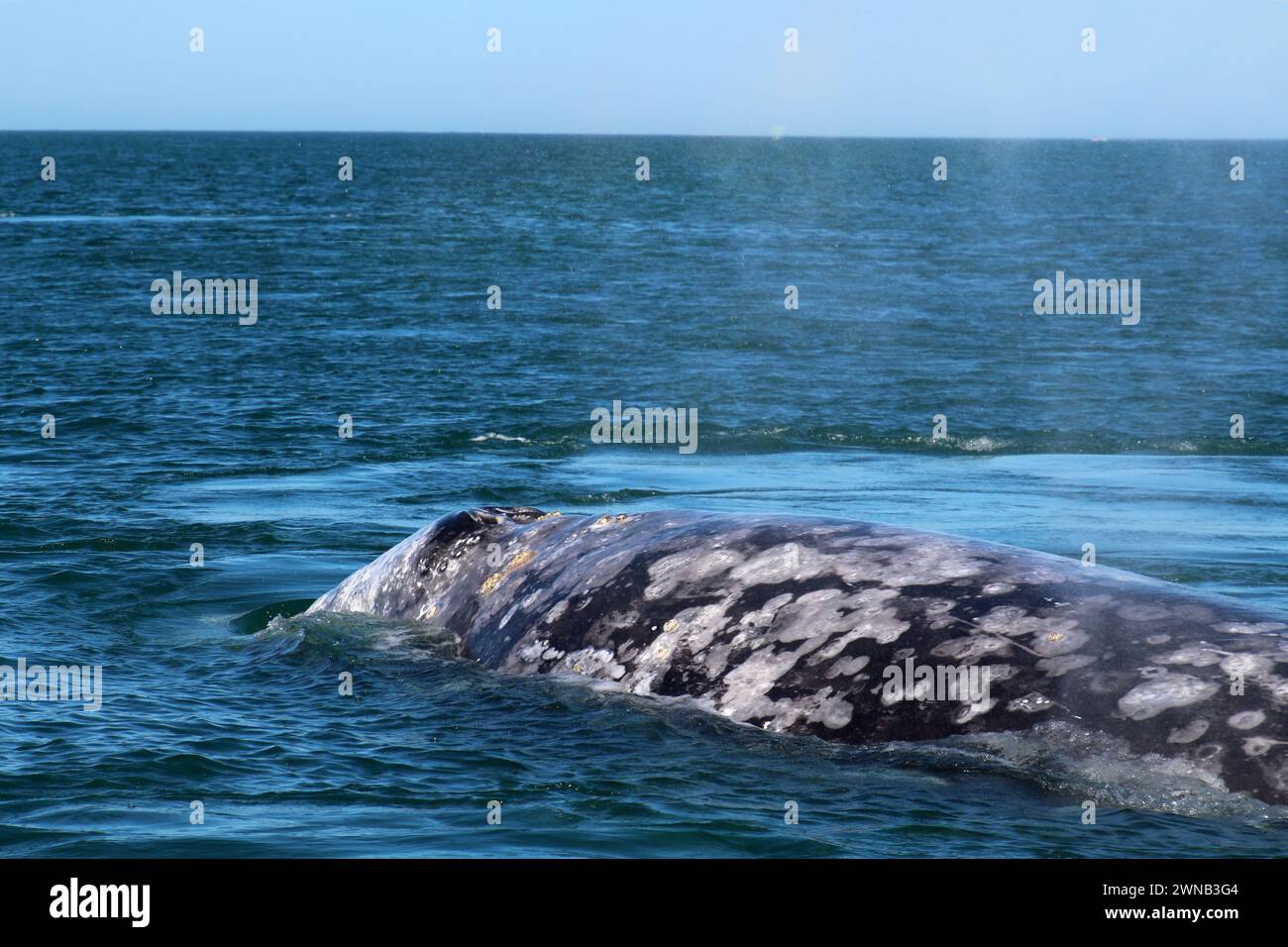 Balene grigie a Laguna San Ignacio Baja California, Messico Foto Stock
