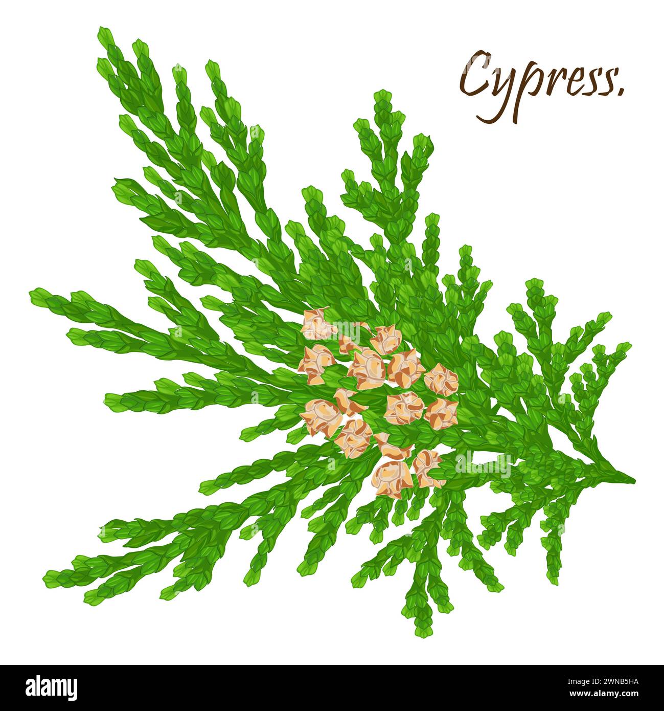 Ramoscello cipresso con coni isolati.rami verdi di thuja con coni marroni.flora naturale natalizia invernale . Natale, decorazione di Capodanno. Isolato Foto Stock