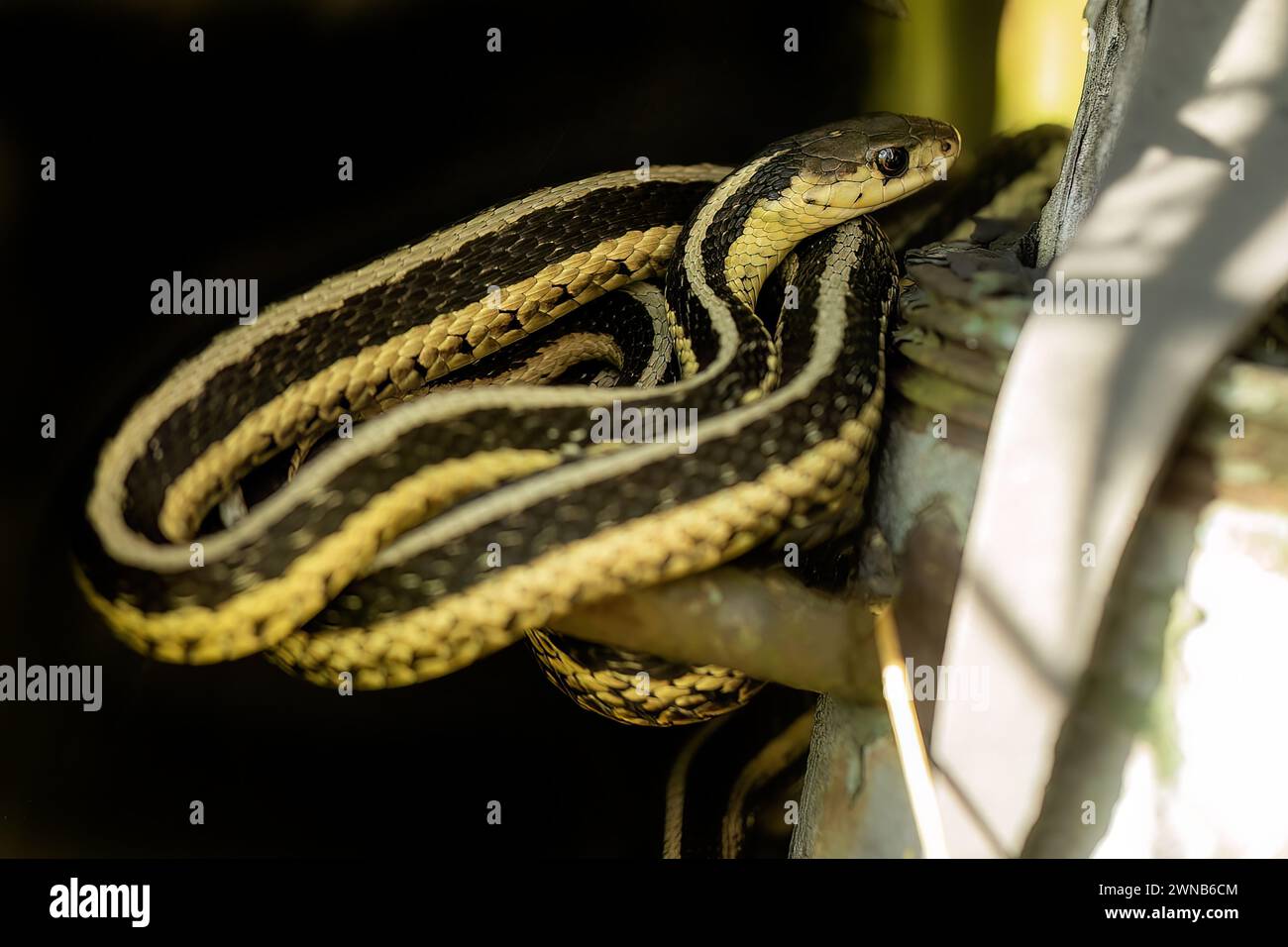 Il serpente comune della giarrettiera (Thamnophis sirtalis) Foto Stock