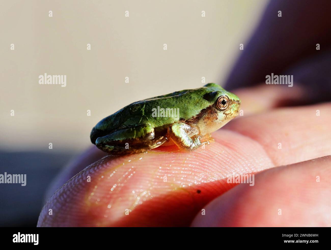 Il treefrog grigio (Hyla versicolor) è una rana nativa degli stati Uniti e del Canada Foto Stock