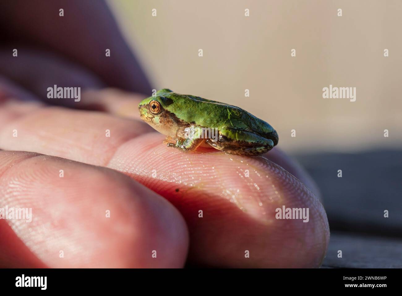 Il treefrog grigio (Hyla versicolor) è una rana nativa degli stati Uniti e del Canada Foto Stock