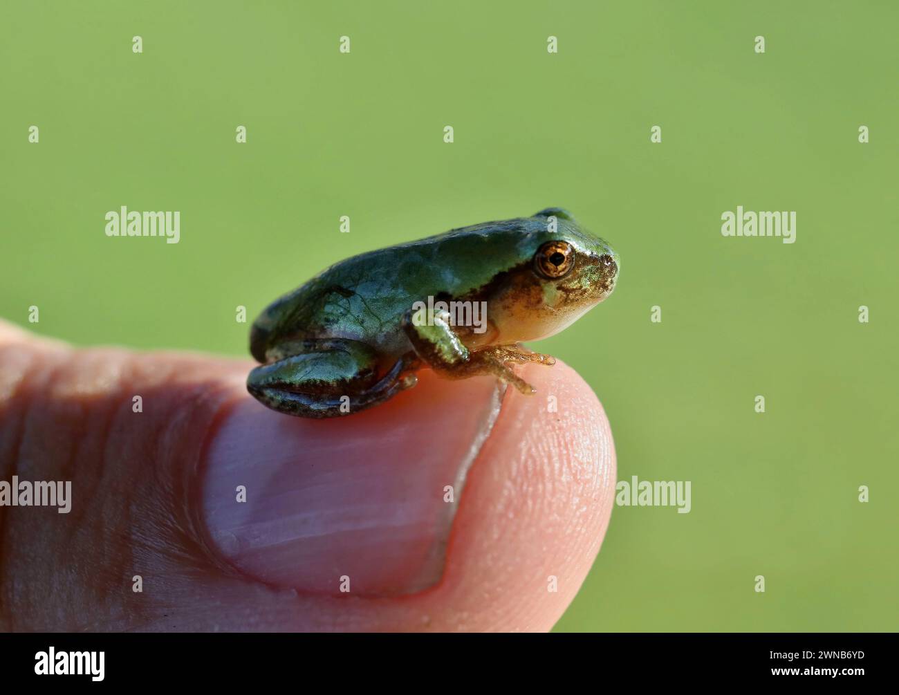 Il treefrog grigio (Hyla versicolor) è una rana nativa degli stati Uniti e del Canada Foto Stock